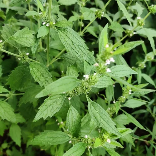 False Motherwort