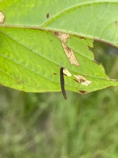 Coleophora cornella thumbnail 1