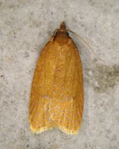 Distinct Sparganothis Moth thumbnail 3