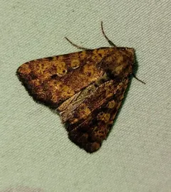 Red Groundling Moth thumbnail 4