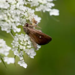 White-dotted Groundling thumbnail 3