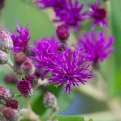 Tall Ironweed thumbnail 3