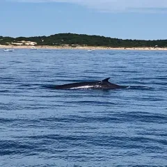 Fin Whale thumbnail 2
