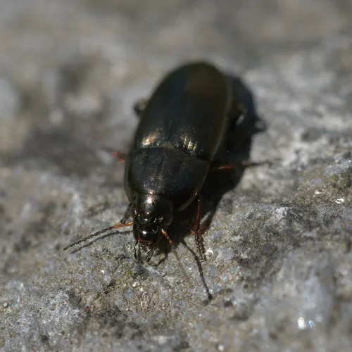 Common Sun Beetle