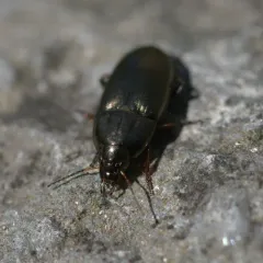 Common Sun Beetle thumbnail 1