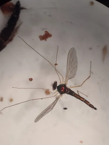 Sciapus tener