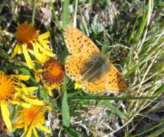 Alaskan Fritillary thumbnail 1