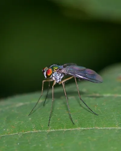Condylostylus brimleyi