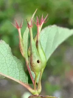 Asphondylia diervillae thumbnail 3