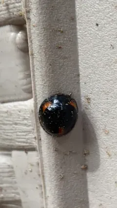 Thrice-struck Lady Beetle thumbnail 2