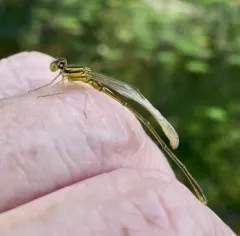 Scarlet Bluet thumbnail 4
