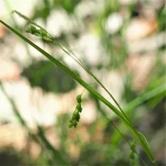 slender woodland sedge thumbnail 1