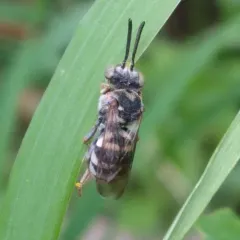 Compact Cellophane-Cuckoo thumbnail 1