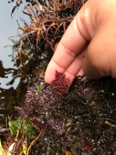 Gelidium purpurascens thumbnail 2