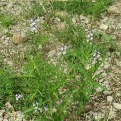Narrowleaf Vervain thumbnail 2