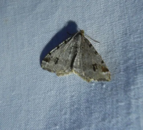 Hemlock Angle