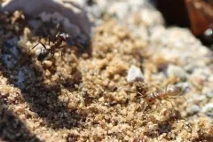 Mousy Pyramid Ant thumbnail 4