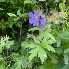woolly cranesbill thumbnail 1