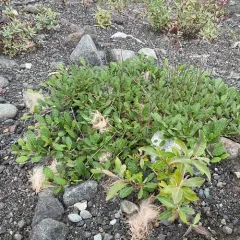 Yellow Mountain-avens thumbnail 1