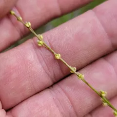 marsh arrowgrass thumbnail 4