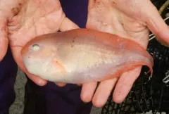 Careproctus scottae thumbnail 3