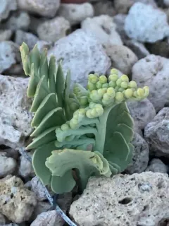 pumice moonwort thumbnail 3