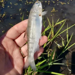Coho Salmon thumbnail 3