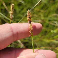 lesser tussock sedge thumbnail 3