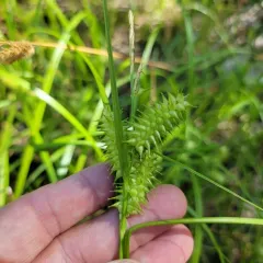 retrorse sedge thumbnail 3