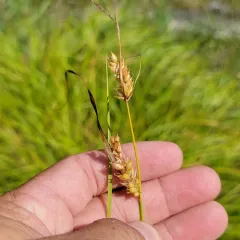 inflated sedge thumbnail 3