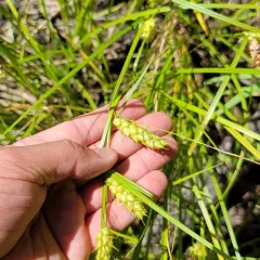 Tuckerman's sedge thumbnail 2