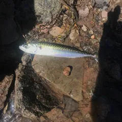Atlantic Mackerel thumbnail 2