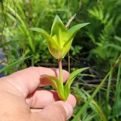 Closed Gentian thumbnail 3