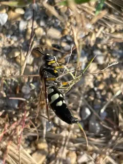 Horse Guard Wasp thumbnail 4