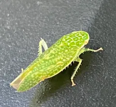 Rugosana querci thumbnail 4