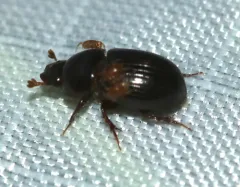 Oscarinus rusicola thumbnail 2