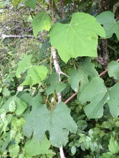 catbird grape thumbnail 2