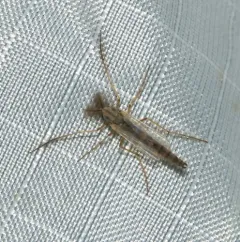 Glyptotendipes barbipes thumbnail 2