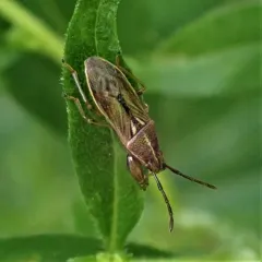 Oedancala dorsalis thumbnail 2