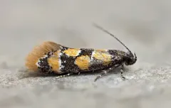 Small Decantha Moth thumbnail 2