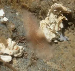 Notoplana atomata thumbnail 2