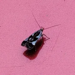 Shining Dichomeris Moth thumbnail 3