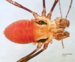 Caddo pepperella thumbnail 2