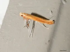 Cherry Leaf-cone Caterpillar Moth thumbnail 1