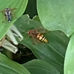 Western Cicada-killer Wasp thumbnail 2