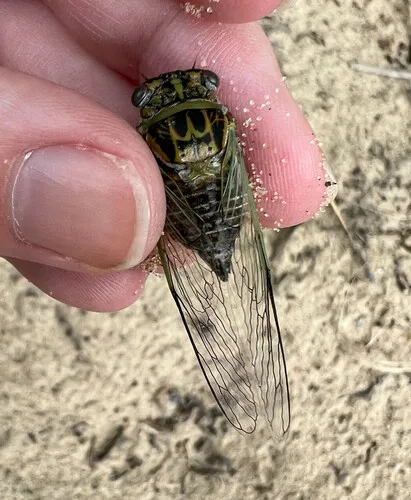 Green-winged Cicada