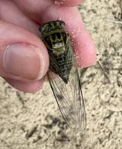 Green-winged Cicada thumbnail 1