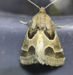 Ragweed Flower Moth thumbnail 3