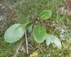 hawkweed-leaved saxifrage thumbnail 2