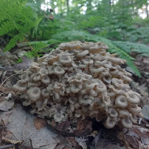 umbrella polypore